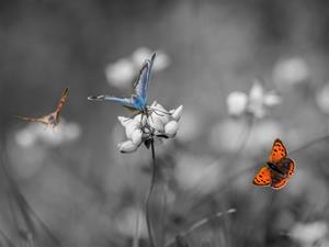 Three butterflies Three butterflies