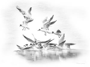 Terns Terns