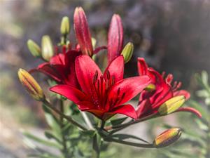 Red lily Red lily