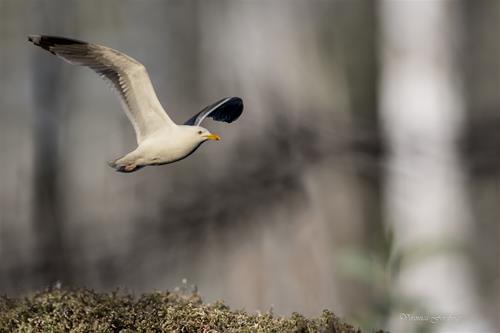Flying Flying