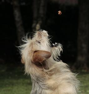 dog-403020_1280 dog-403020_1280