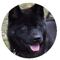 oso oso