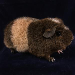 Heliodora Heliodora