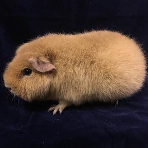 Gullviva Gullviva