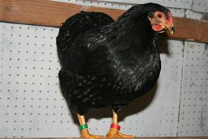 IMG_0690 IMG_0690