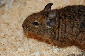 Agouti Agouti