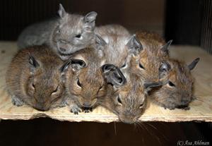 Degu Ungar Degu Ungar