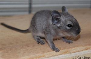 Viltblå degu Viltblå degu
