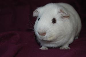 Casper Casper