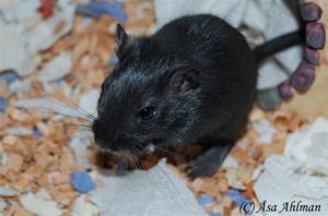 Alvin Alvin