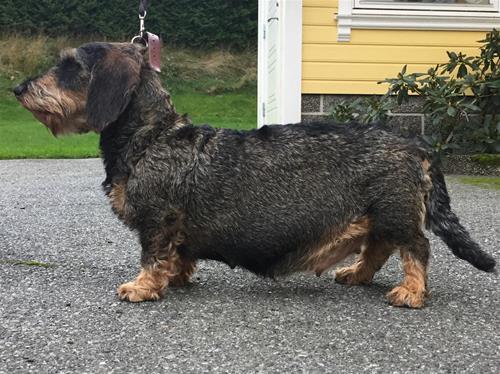 Lilo 7,5 uker på vei Lilo 7,5 uker på vei