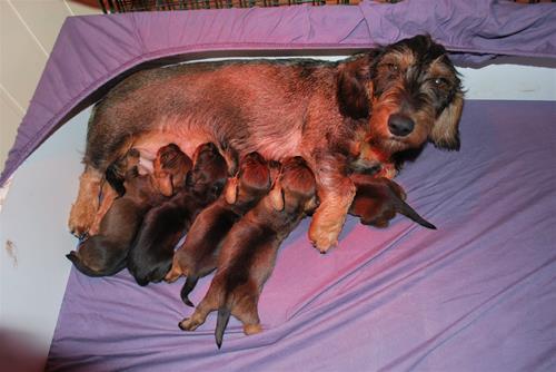 JHpups2 JHpups2
