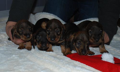 JHpups11 JHpups11