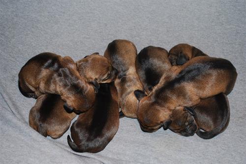 Hildurpups6 Hildurpups6