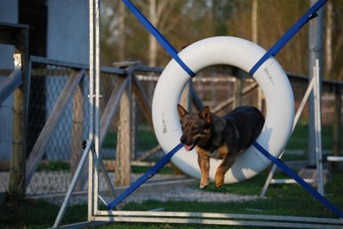 Agility1 Agility1
