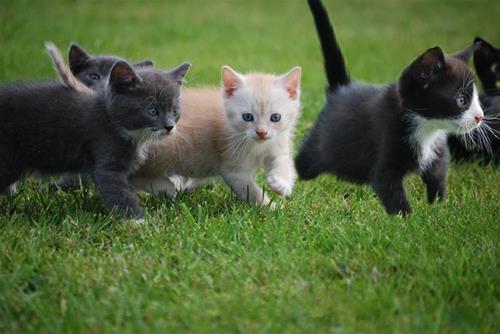 kattungar kattungar