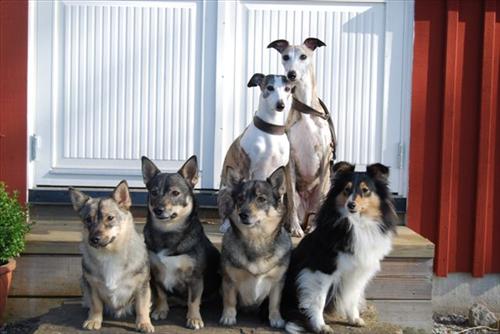 Samling1 Samling1