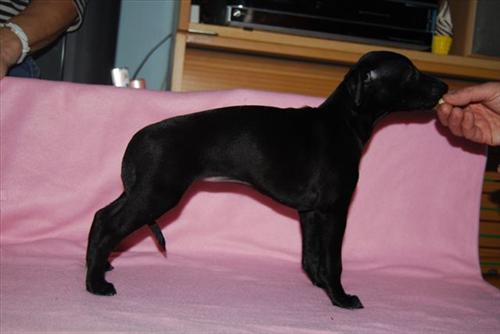 MollyPuppy MollyPuppy