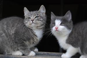 kattungar kattungar