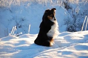 KiraSnow KiraSnow