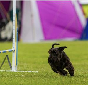 siri agility siri agility