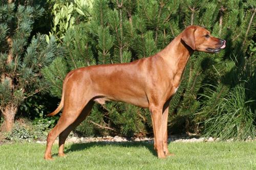 MultiCh. Ascot Alta Mirano, 7 år MultiCh. Ascot Alta Mirano, 7 år