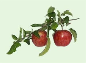 Apple5_edited-1 Apple5_edited-1