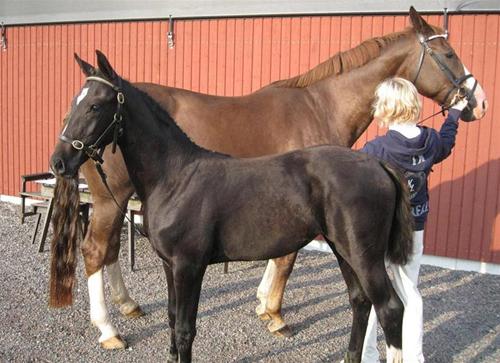 Remis & Remi´s Pearl Remis & Remi´s Pearl