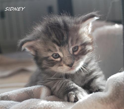 Sidney 3v d Sidney 3v d
