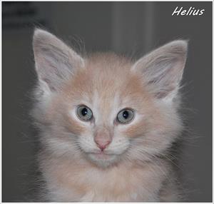 Helius 8v Helius 8v