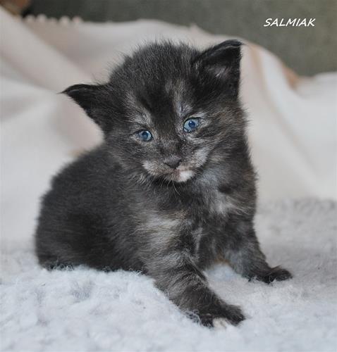 Salmiak 3v a Salmiak 3v a