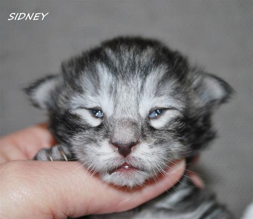 Sidney 1 v Sidney 1 v