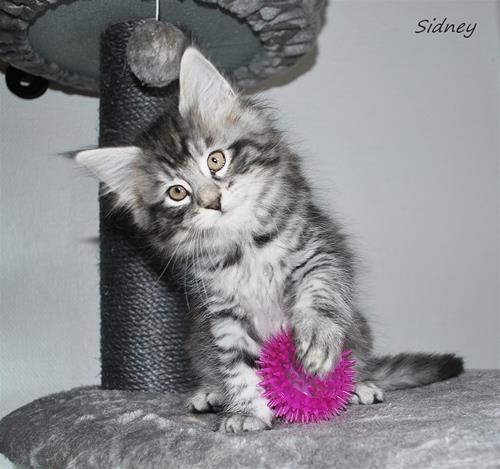 Sidney 8v c Sidney 8v c