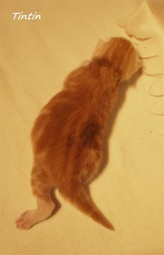 Tintin 9 dagar Tintin 9 dagar