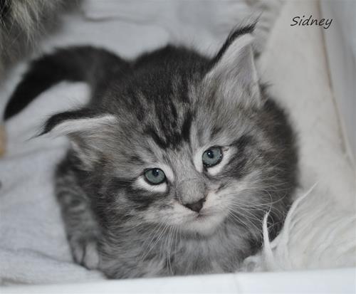 Sidney 4v g Sidney 4v g