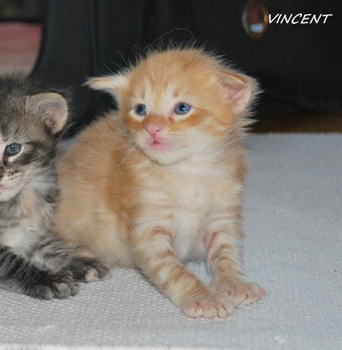 Vincent 3v a Vincent 3v a