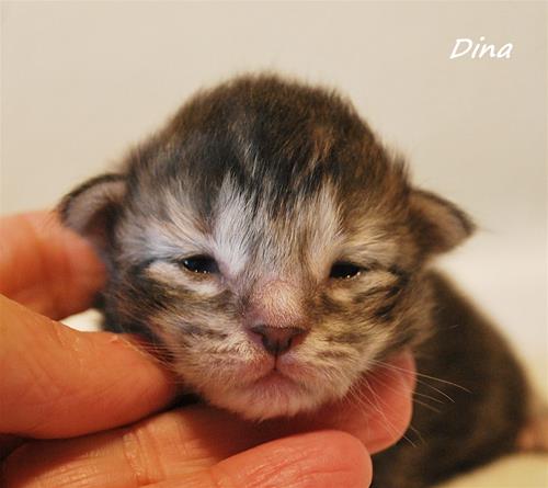 Dina 1v c Dina 1v c
