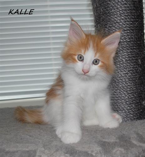 Kalle 7v Kalle 7v
