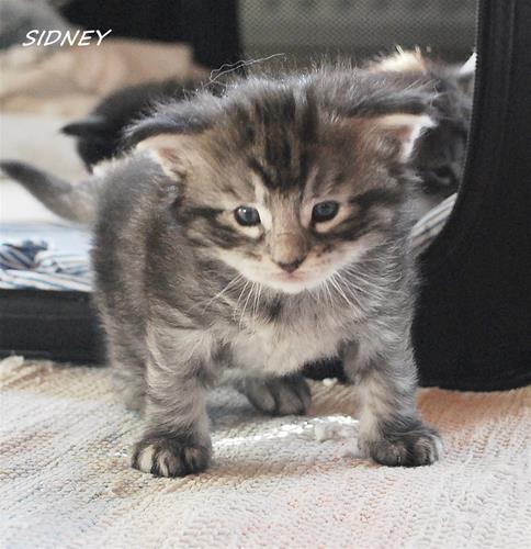 Sidney 3v c Sidney 3v c