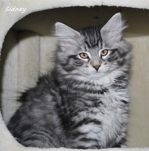Sidney 10v a Sidney 10v a