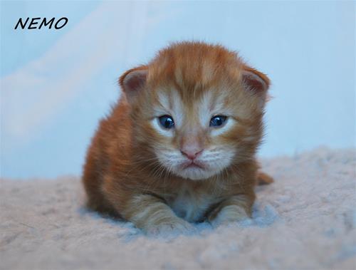 Nemo 2v Nemo 2v