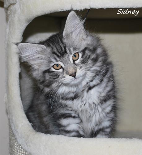 Sidney 10v Sidney 10v