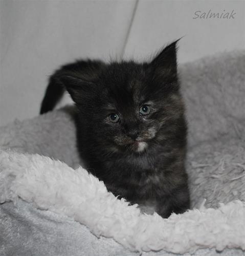 Salmiak 4v d Salmiak 4v d