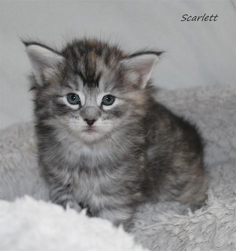 Scarlett 4v d Scarlett 4v d