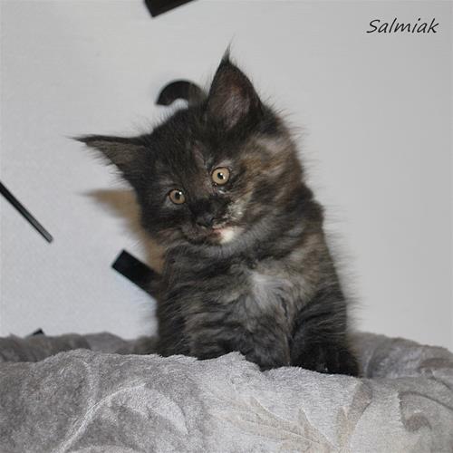 Salmiak 8v a Salmiak 8v a