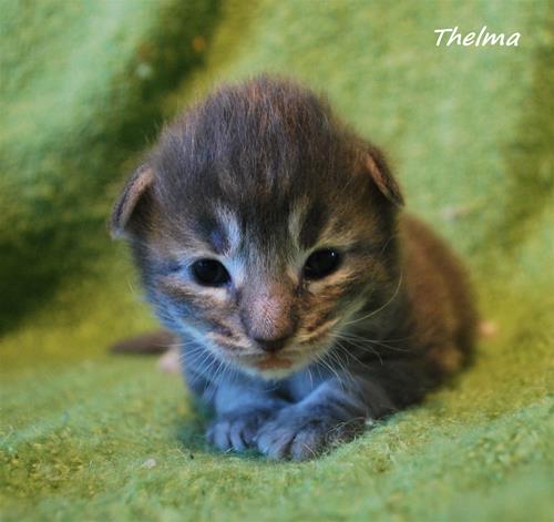 Thelma 2v Thelma 2v