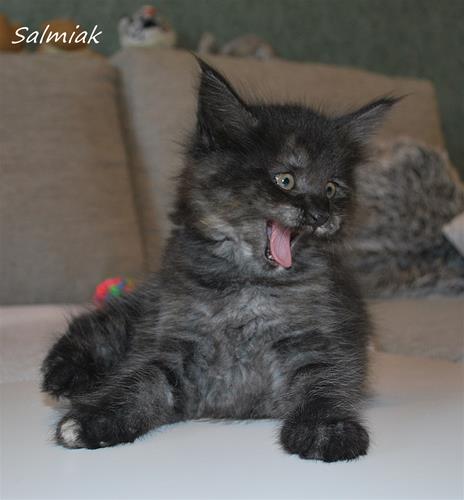 Salmiak 7v b Salmiak 7v b