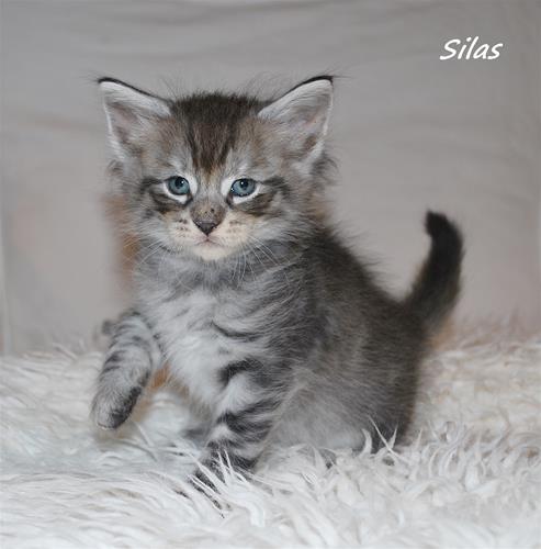 Silas 5v b Silas 5v b