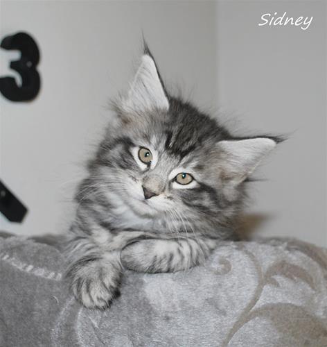 Sidney 7v Sidney 7v