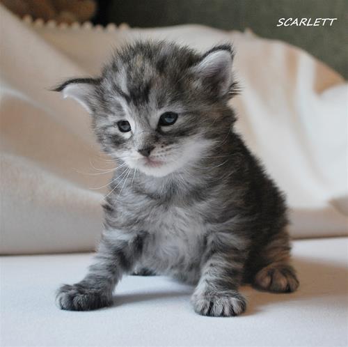 Scarlett 3v d Scarlett 3v d